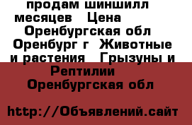  продам шиншилл-6 месяцев › Цена ­ 1 500 - Оренбургская обл., Оренбург г. Животные и растения » Грызуны и Рептилии   . Оренбургская обл.